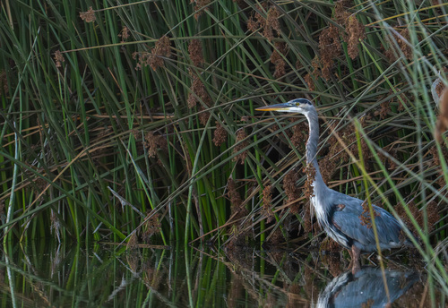 iNaturalist observation photo of Great Blue Heron