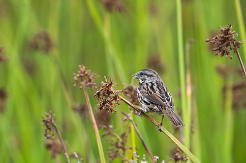 iNaturalist observation photo of Song Sparrow