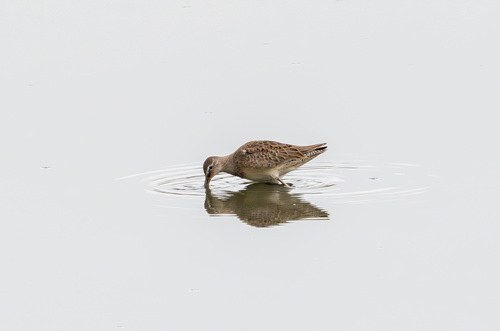 iNaturalist observation photo of Long-billed Dowitcher