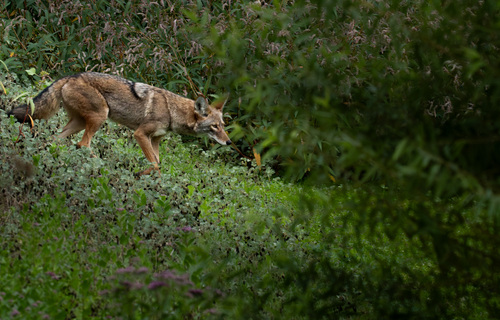 iNaturalist observation photo of Coyote