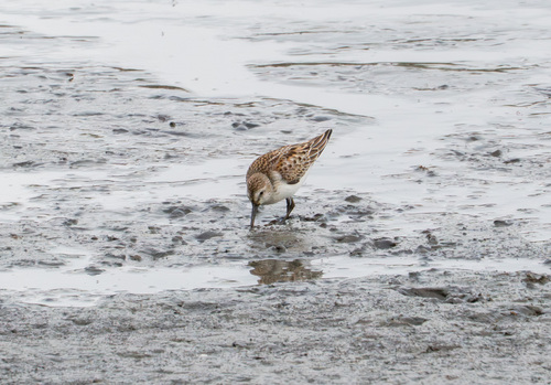 iNaturalist observation photo of Western Sandpiper