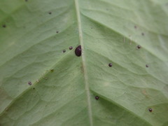 Chrysomphalus aonidum