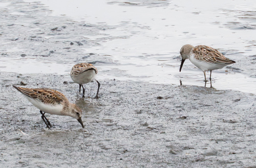 iNaturalist observation photo of Western Sandpiper