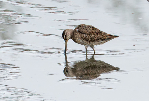 iNaturalist observation photo of Long-billed Dowitcher
