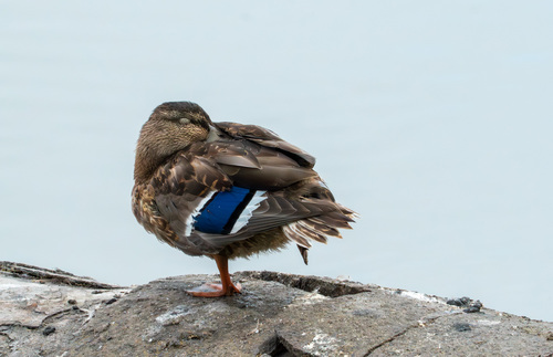 iNaturalist observation photo of Mallard