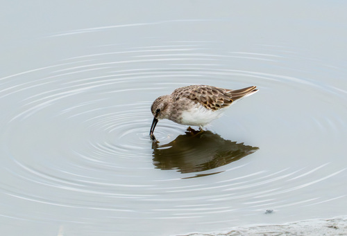 iNaturalist observation photo of Least Sandpiper