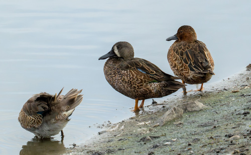 iNaturalist observation photo of Blue-winged Teal