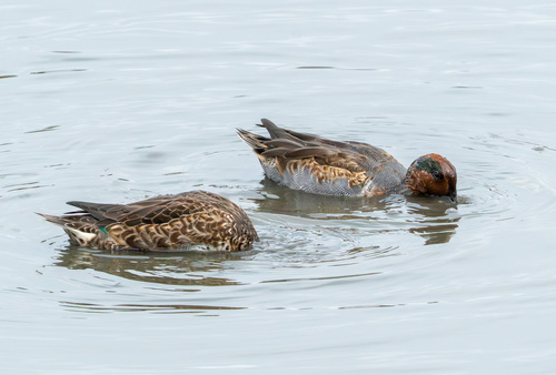 iNaturalist observation photo of Green-winged Teal
