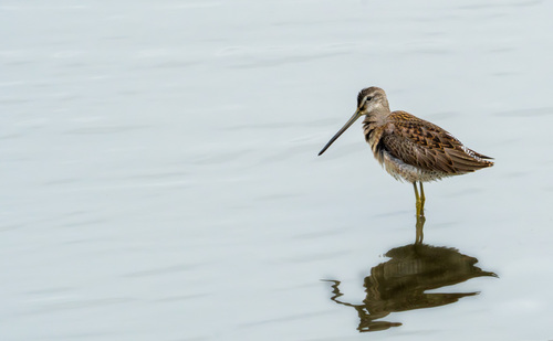 iNaturalist observation photo of Short-billed Dowitcher