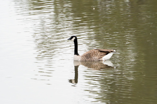 iNaturalist observation photo of Canada Goose