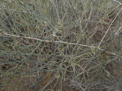 Asparagus arborescens image