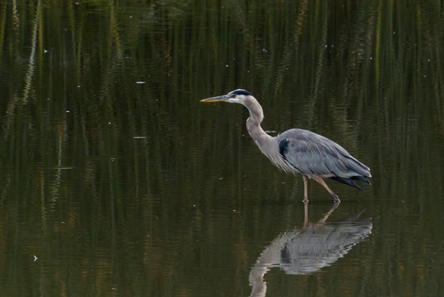 iNaturalist observation photo of Great Blue Heron