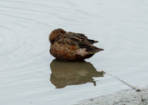 iNaturalist observation photo of Cinnamon Teal