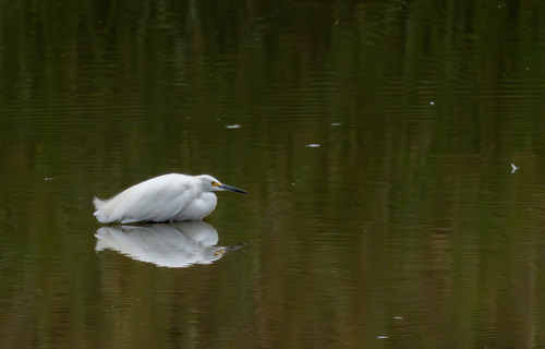 iNaturalist observation photo of Snowy Egret