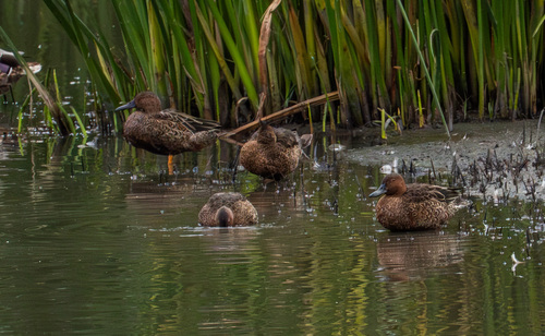 iNaturalist observation photo of Cinnamon Teal