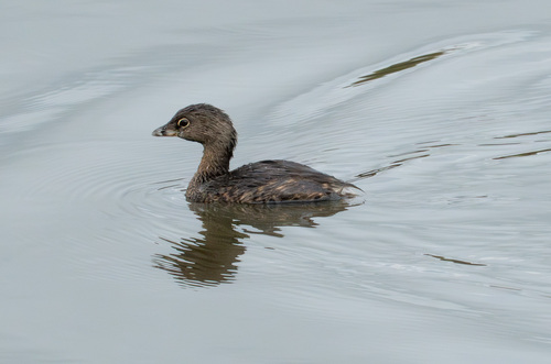 iNaturalist observation photo of Pied-billed Grebe