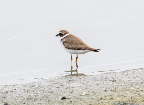 iNaturalist observation photo of Semipalmated Plover