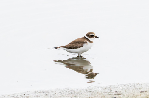 iNaturalist observation photo of Semipalmated Plover