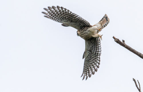 iNaturalist observation photo of American Kestrel