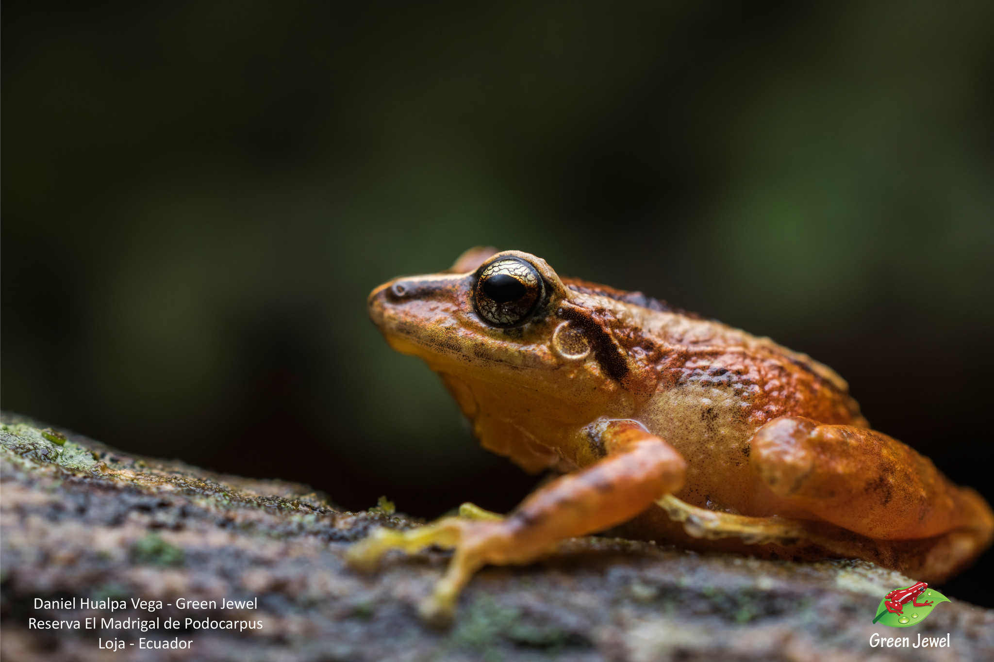 Pristimantis cajamarcensis image