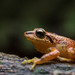 Pristimantis cajamarcensis - Photo (c) Green Jewel, some rights reserved (CC BY-NC), uploaded by Green Jewel