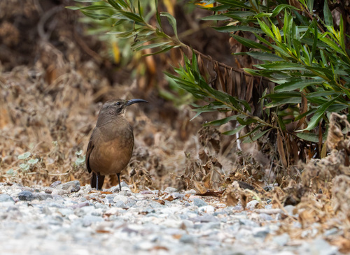 iNaturalist observation photo of California Thrasher