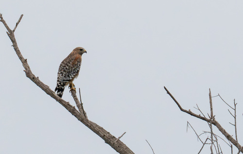 iNaturalist observation photo of Red-shouldered Hawk