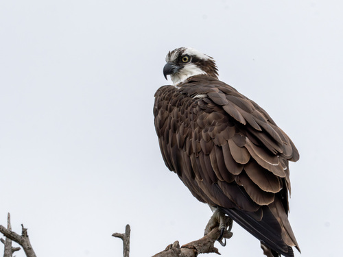 iNaturalist observation photo of Osprey