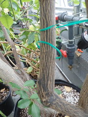 Chrysomphalus aonidum