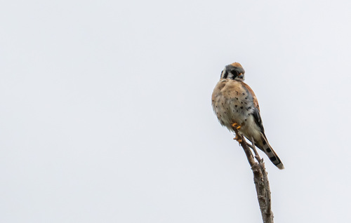 iNaturalist observation photo of American Kestrel