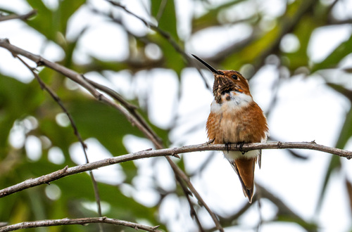 iNaturalist observation photo of Allen's Hummingbird