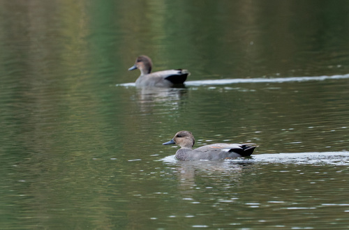 iNaturalist observation photo of Gadwall