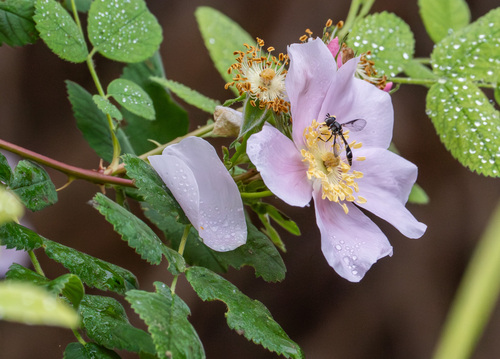 iNaturalist observation photo of Four-speckled Hover Fly