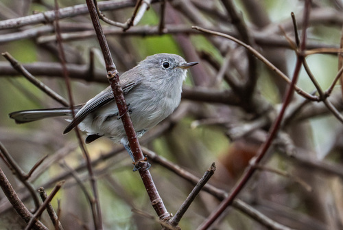 iNaturalist observation photo of Blue-gray Gnatcatcher