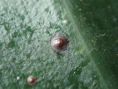 Chrysomphalus aonidum