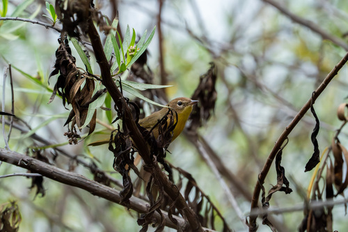 iNaturalist observation photo of Common Yellowthroat