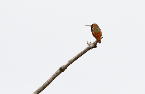 iNaturalist observation photo of Allen's Hummingbird