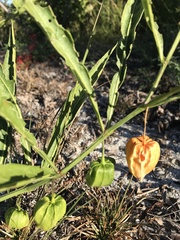 Physalis angustifolia