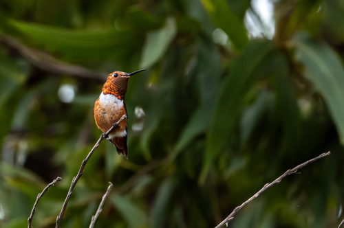 iNaturalist observation photo of Allen's Hummingbird