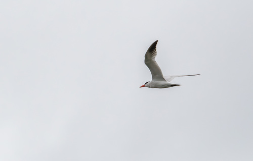 iNaturalist observation photo of Caspian Tern
