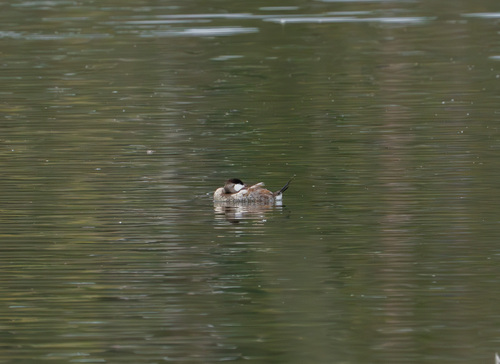 iNaturalist observation photo of Ruddy Duck