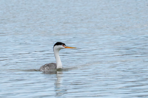 iNaturalist observation photo of Clark's Grebe