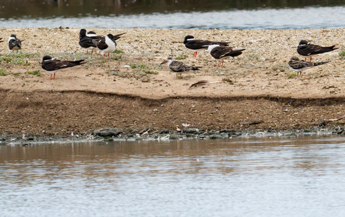 iNaturalist observation photo of Black Skimmer