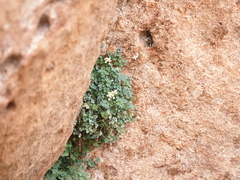 Sarcocapnos enneaphylla