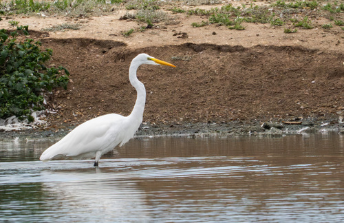 iNaturalist observation photo of Great Egret