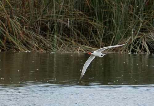 iNaturalist observation photo of Caspian Tern
