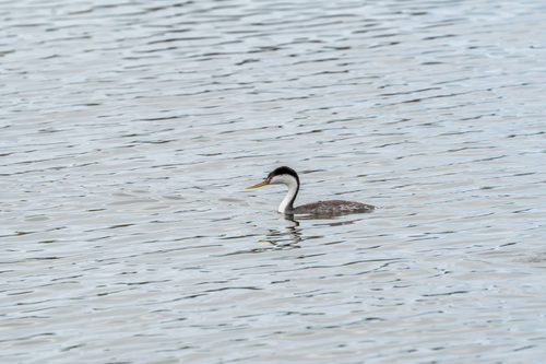 iNaturalist observation photo of Western × Clark's Grebe