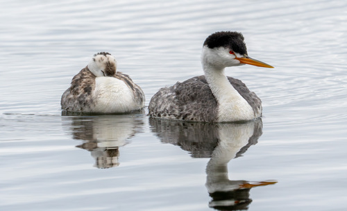 iNaturalist observation photo of Clark's Grebe
