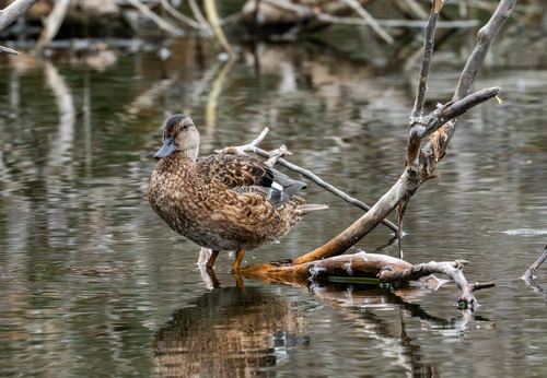iNaturalist observation photo of Mallard