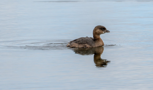iNaturalist observation photo of Pied-billed Grebe
